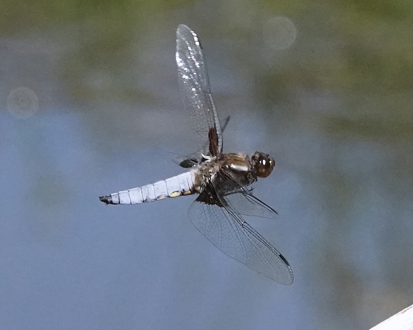 broad-bodied chaser